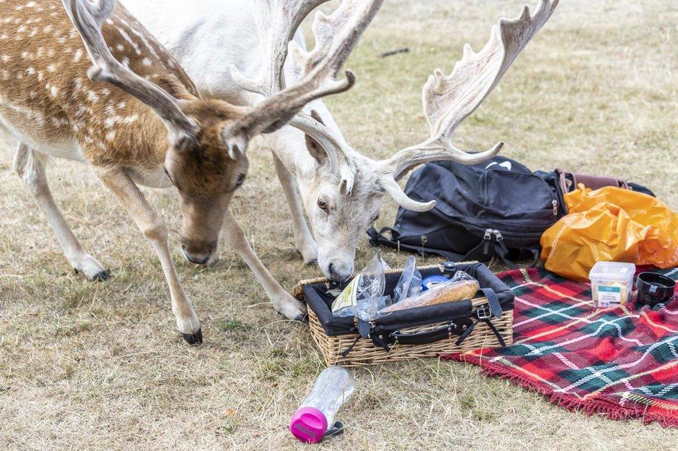 Deer eating picnic hamper