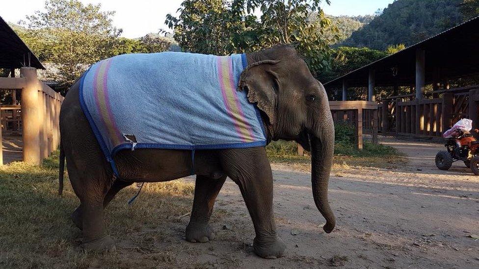 An elephant is wearing a towel