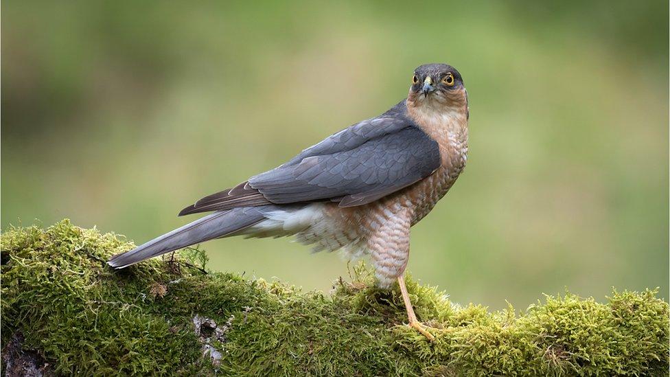 A male sparrowhawk on a wall