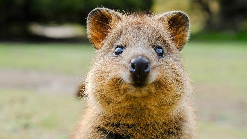 Quokka