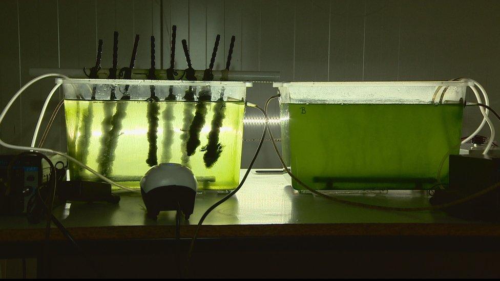 Algae in tanks