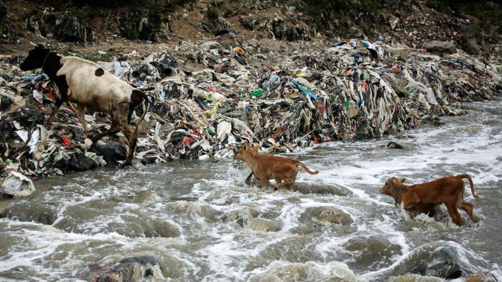 A cow and her calves cross the polluted waters of the Las Vacas river