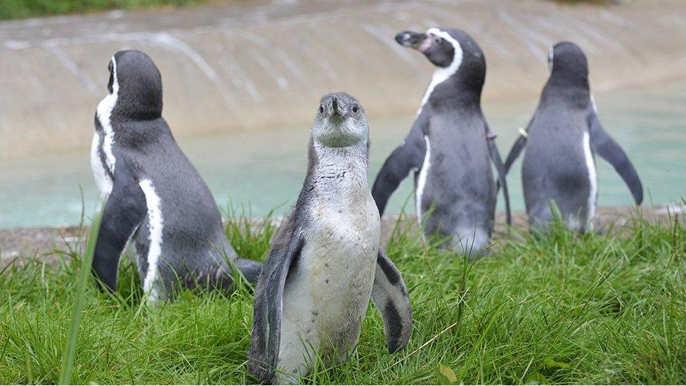 Humboldt penguins