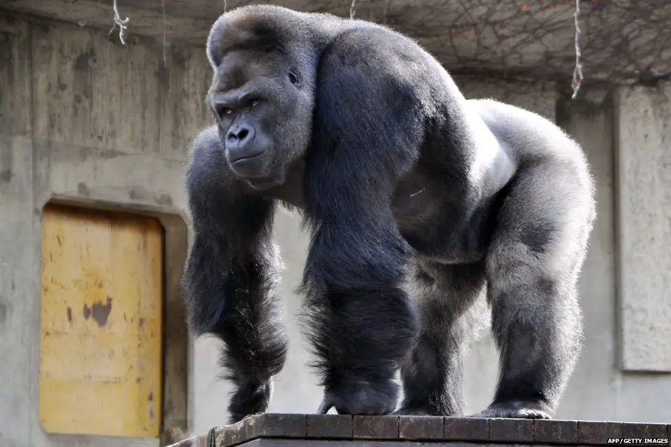 _83872455_afp_gorilla2.jpg.webp
