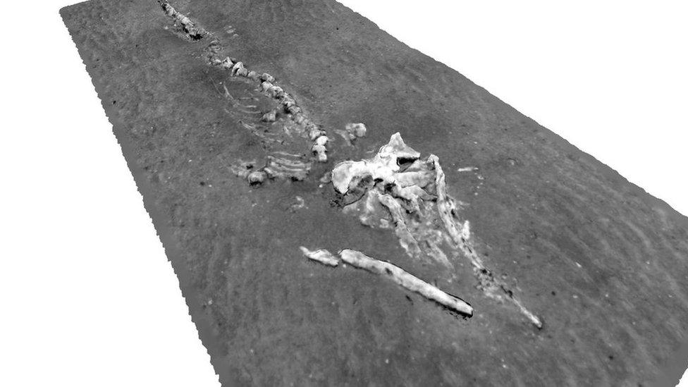 3D reconstruction of whale skeleton at Darwin Mounds