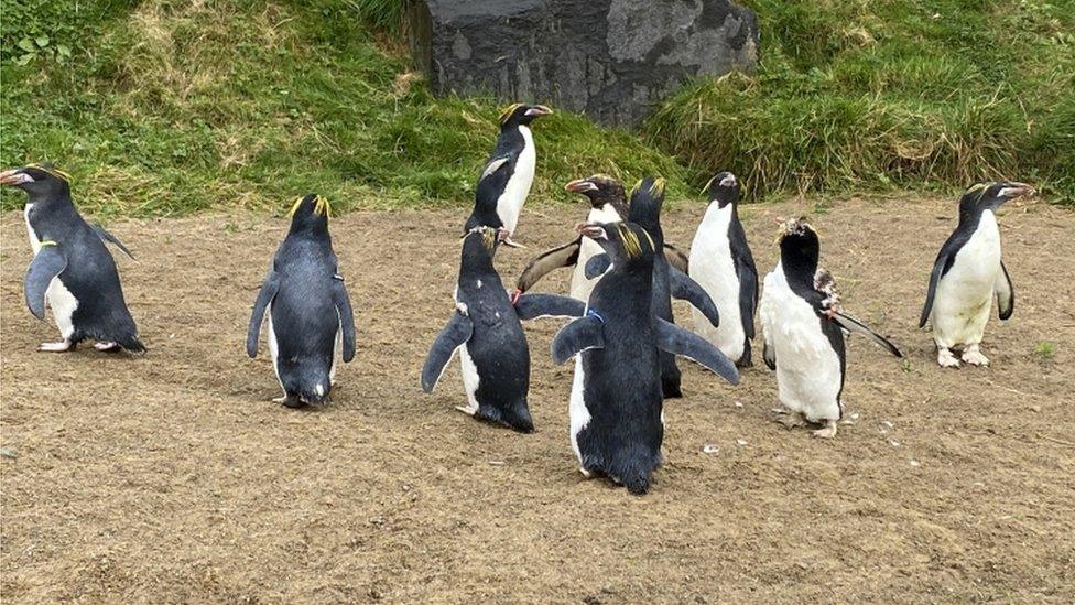 10 macaroni penguins