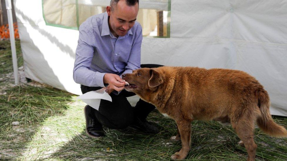 Bobi being fed by owner