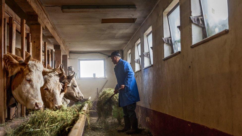 A farmer feeding cows