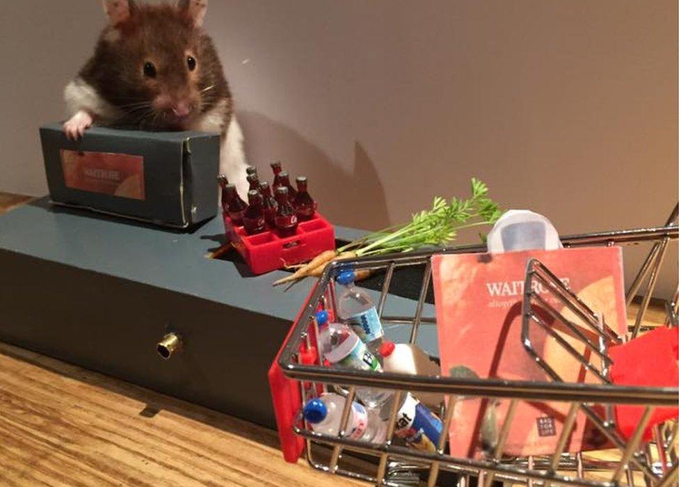 Hamster shopping