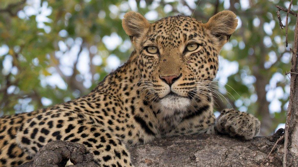 A leopard in a tree at Kruger National Park