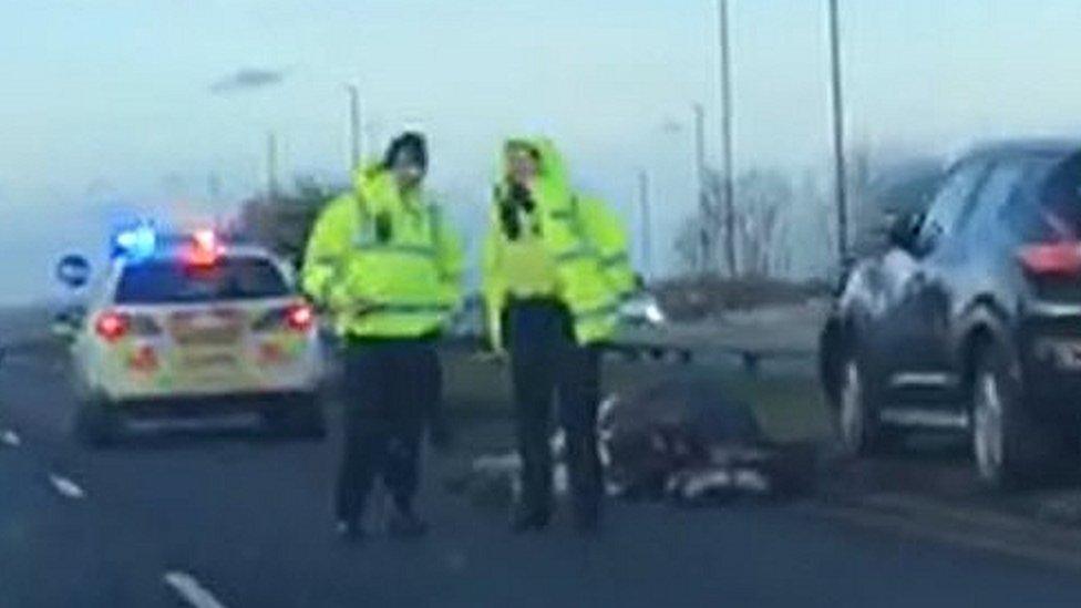 Two police officers stand next to a dead horse