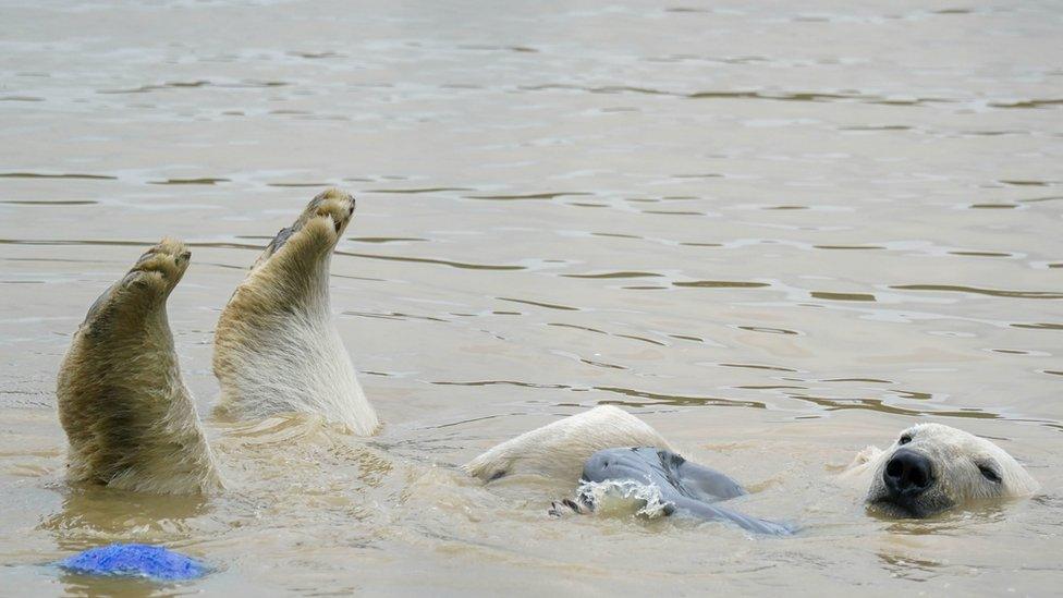 Polar Bear, Hope