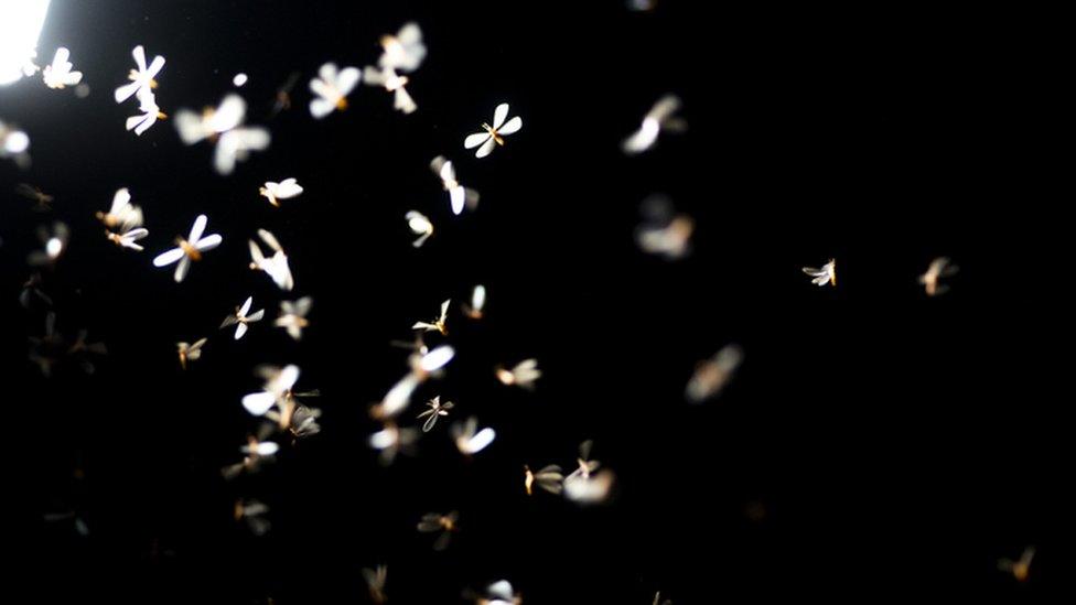 Moths under a light