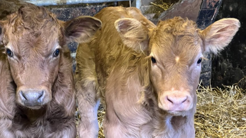 Cows on Andrew Dakin's farm