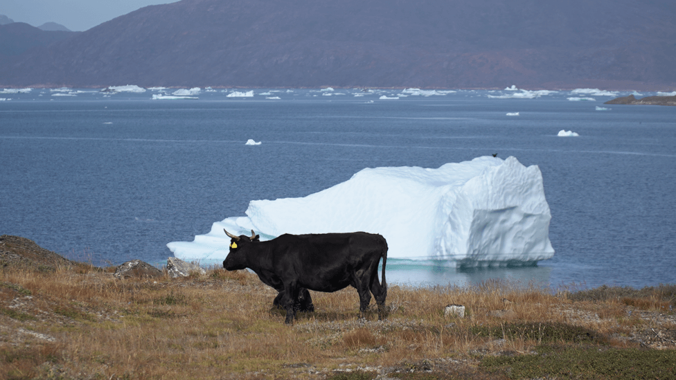 Warmer conditions allow cattle farming in Greenland