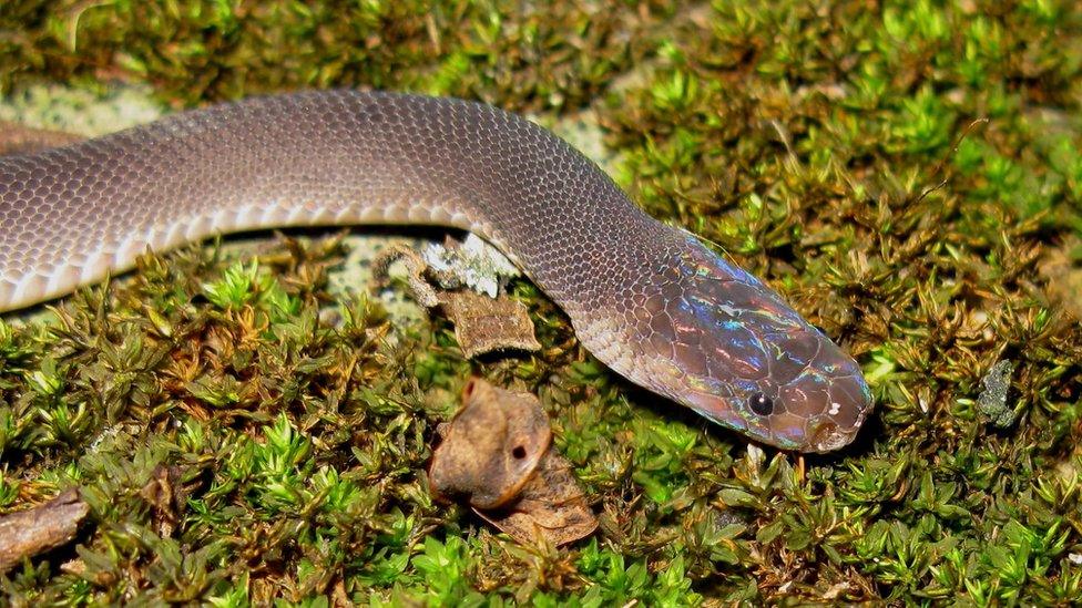 A new species of snake called 'parafimbrios lao', discovered in Laos