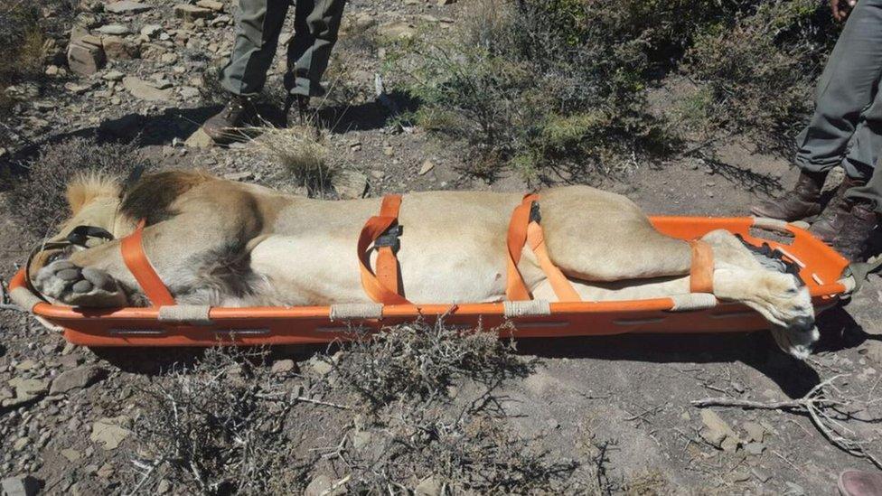 Sylvester the lion in a stretcher on 31 March 2016