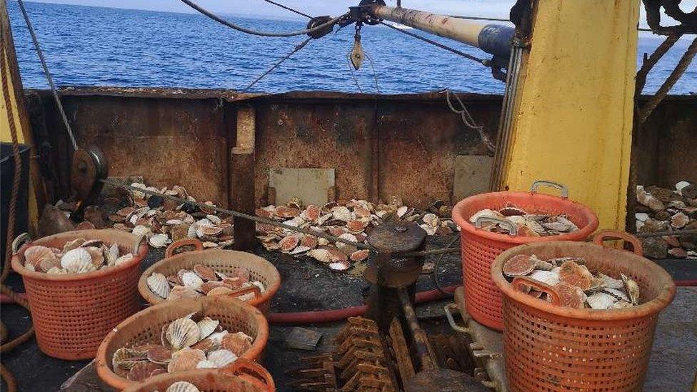 Shellfish on fishing boat