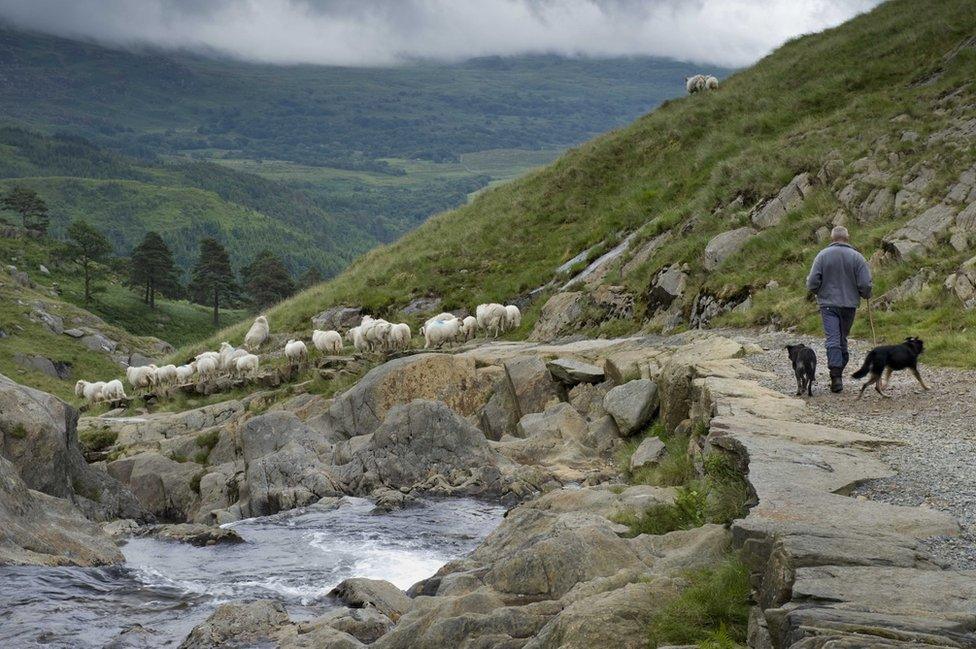 A man walks with his dogs along a path in Snowdonia