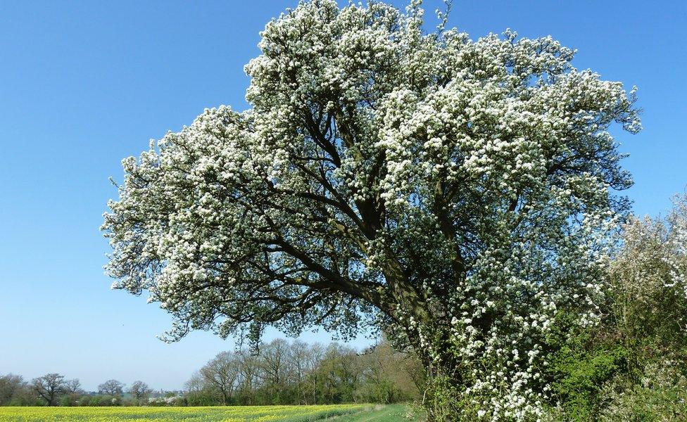 Cubbington pear tree