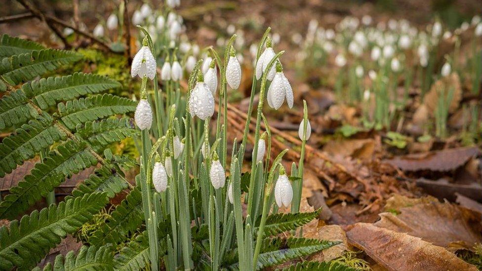 Snowdrop Valley in full bloom in Exmoor National Park