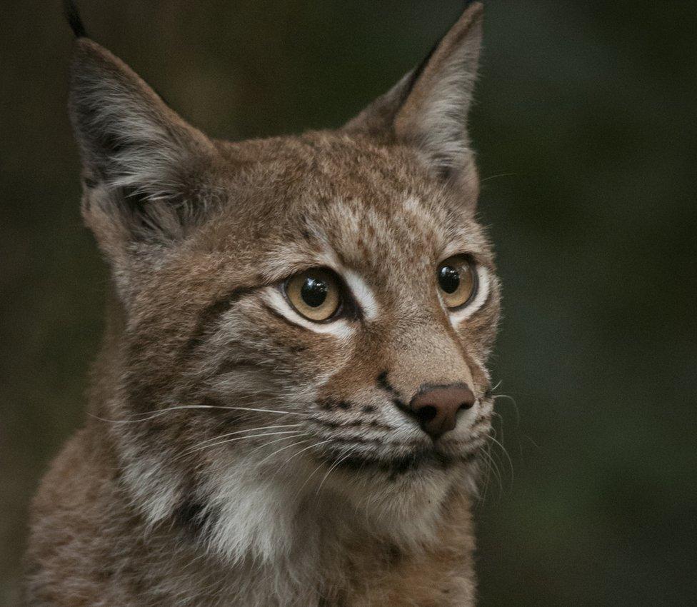 A Lynx