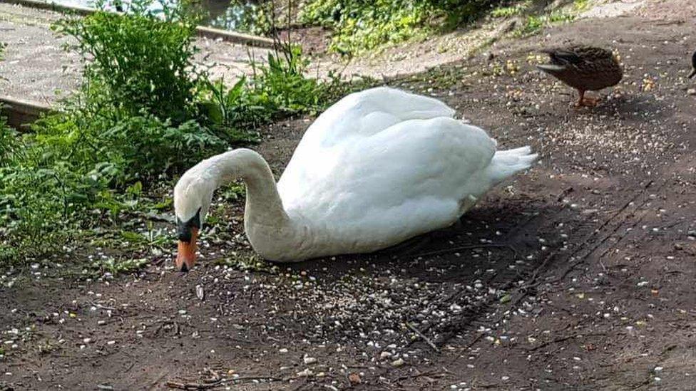 The swan by Wilderness Lake in Porthcawl