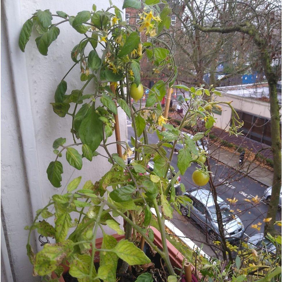 November tomato plant