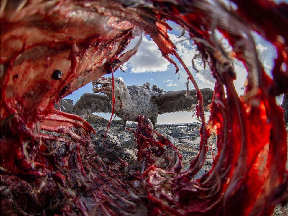 A southern giant petrel bird seen through the corpse of a penguin