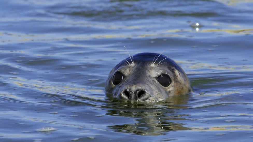 grey-seal-popping-head-out-of-water