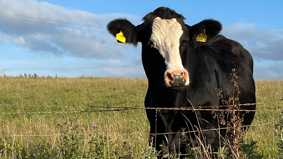 Cow in Portballintree