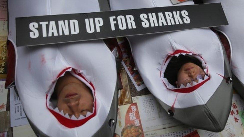 Activists dressed in bloodied shark suits lie on menus from Hong Kong restaurants that still serve shark fin during a protest to draw attention to the shark fin trade, in the Causeway Bay district of Hong Kong (30 January 2016)