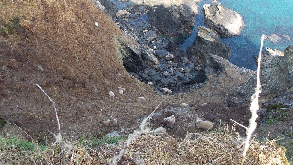 Sheep stranded at Mathry, Pembrokeshire