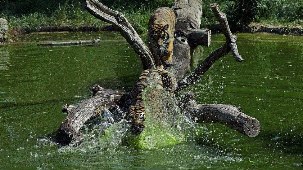 Sumatran tiger cubs enjoying the water