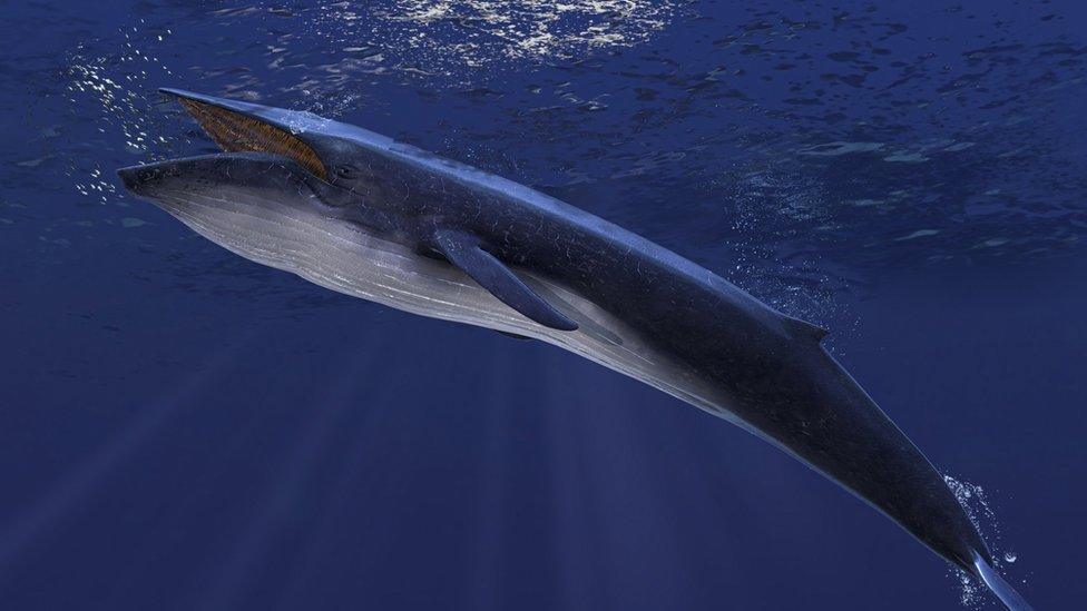 blue-whale