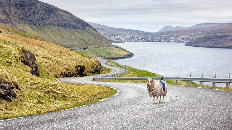 A Faroes Sheep View sheep