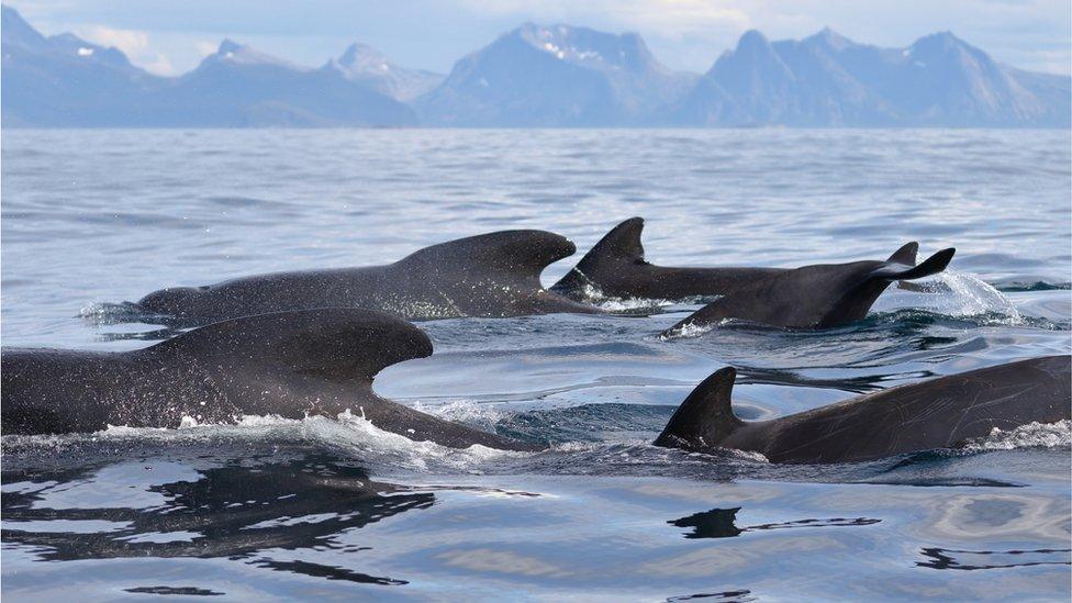 pilot whales