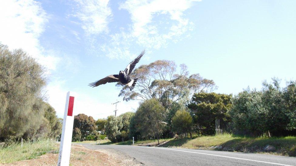 A magpie flies over a road in bushland