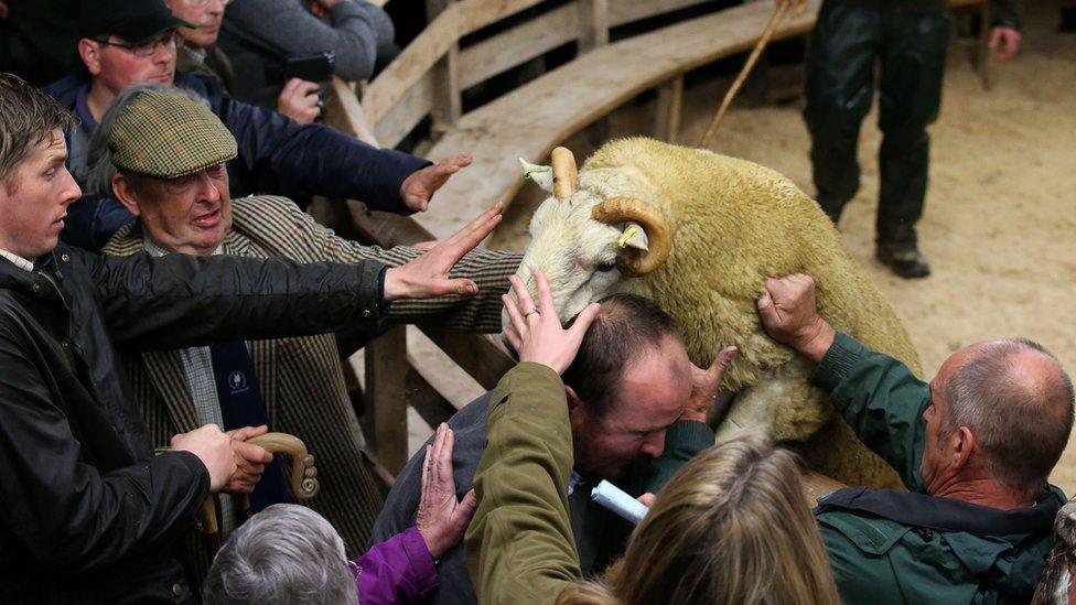 Ram trying to escape auction ring at Lairg