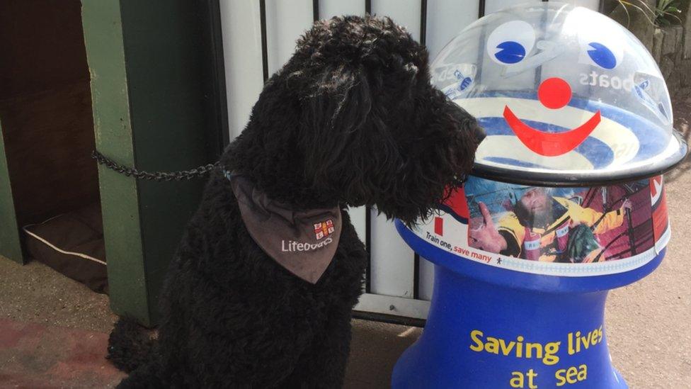 Sampson the dog sitting next to a collection box for RNLI