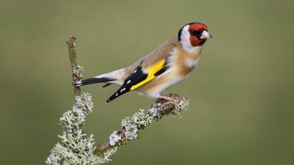 Goldfinch