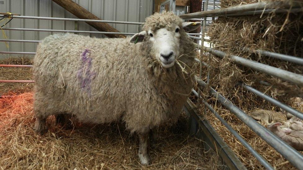 A pregnant ewe in her pen at Avon Valley Wildlife Park