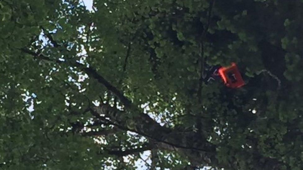 Balloon in tree