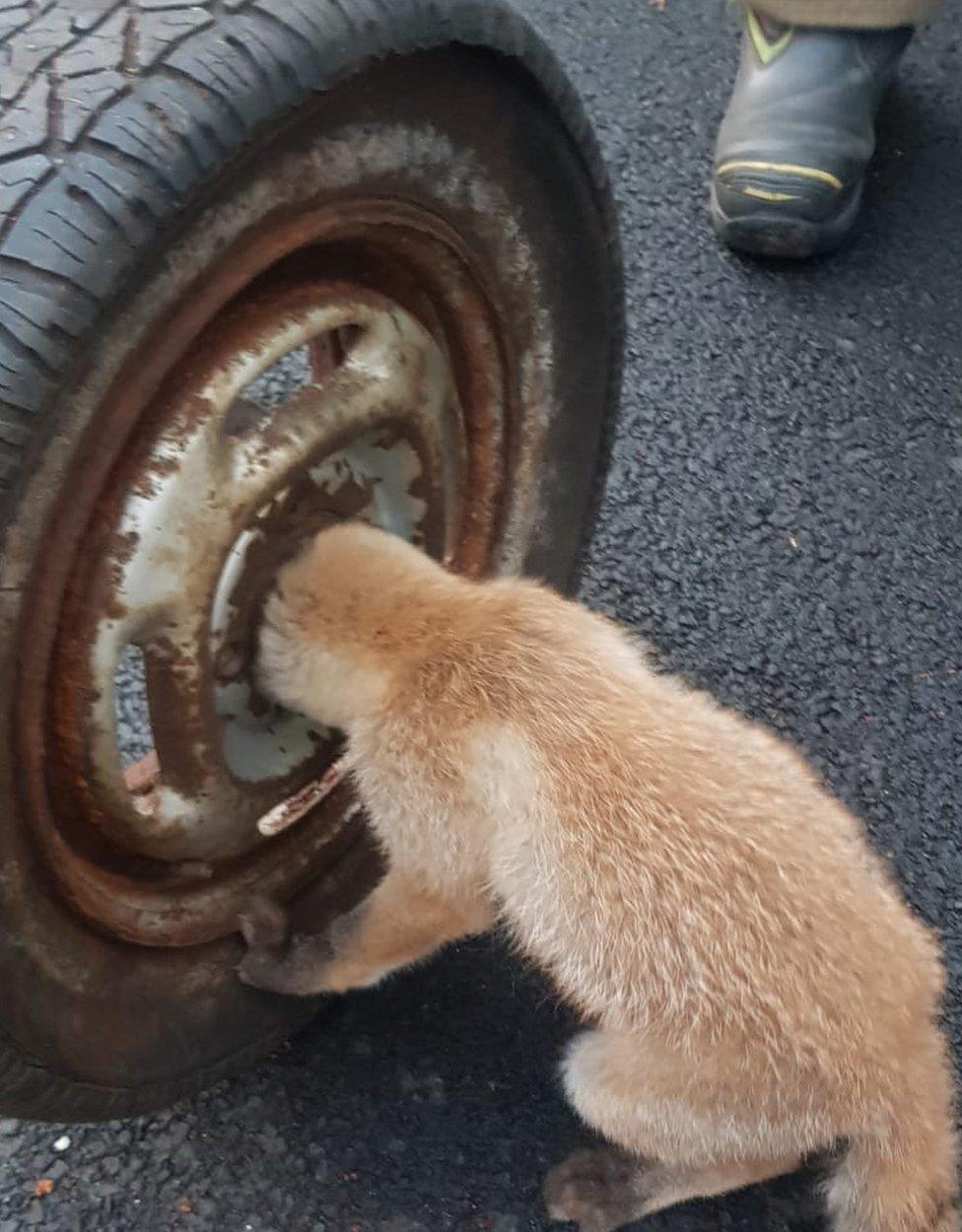 Fox cub with head stuck in wheel