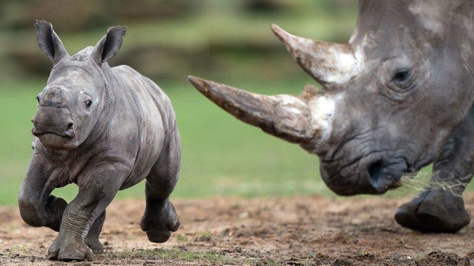 Rhino calf