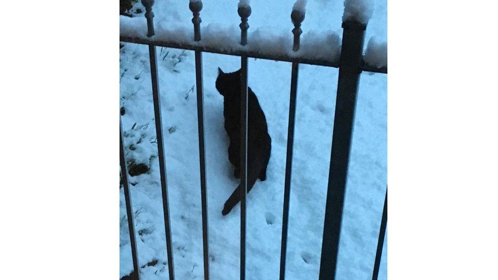 A cat in snow