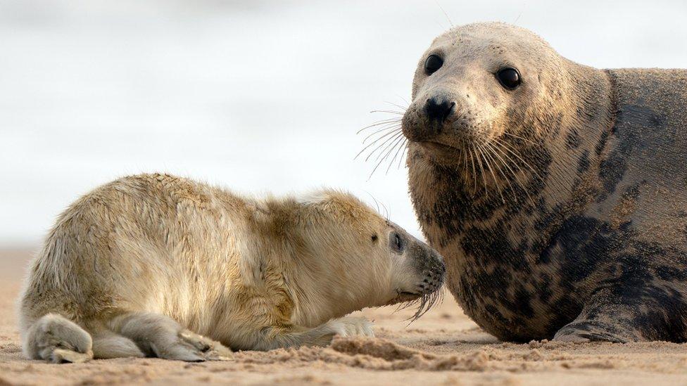 Seal pups on the Norfolk coast