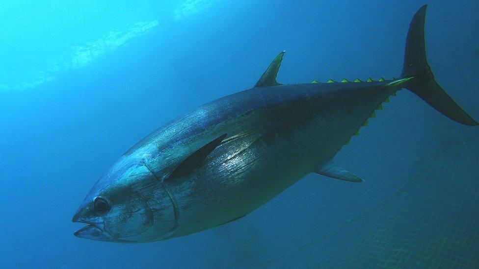 A bluefin tuna