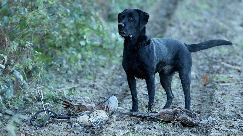 A participant's gun dog in action during a days Pheasant and Wild Duck shooting at the Cock Up Shoot on December 6, 2014 in Ardingly