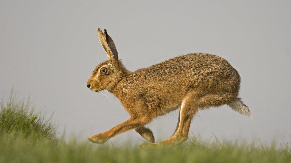 Hare